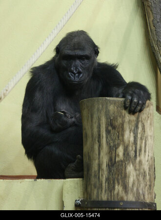 Gorillakölyök született a fővárosi állatkertben-stock-foto