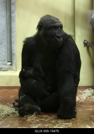 Gorillakölyök született a fővárosi állatkertben-stock-foto