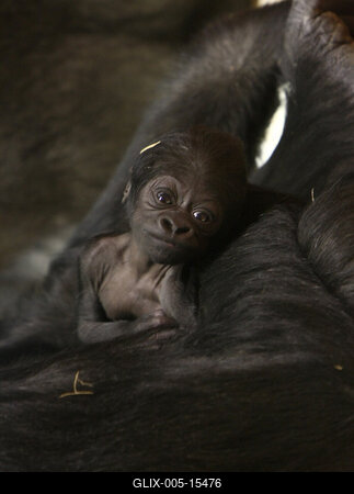 Gorillakölyök született a fővárosi állatkertben-stock-foto