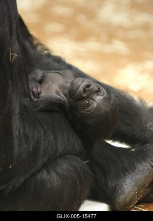 Gorillakölyök született a fővárosi állatkertben-stock-foto