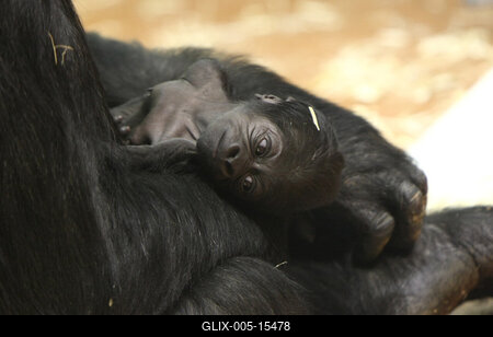 Gorillakölyök született a fővárosi állatkertben-stock-foto