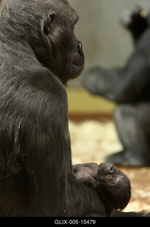 Gorillakölyök született a fővárosi állatkertben-stock-foto