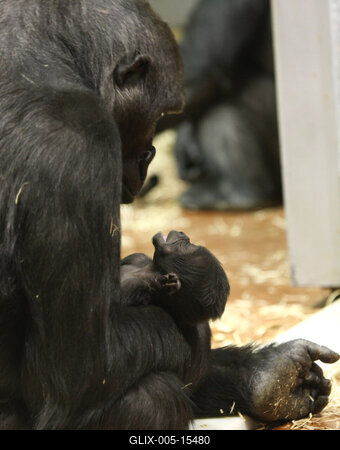 Gorillakölyök született a fővárosi állatkertben-stock-foto