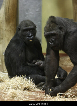 Gorillakölyök született a fővárosi állatkertben-stock-foto