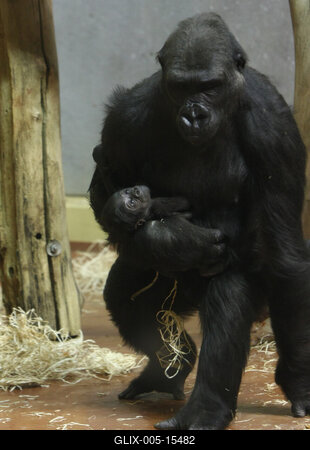 Gorillakölyök született a fővárosi állatkertben-stock-foto