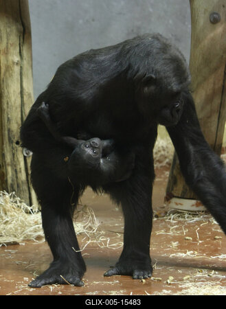 Gorillakölyök született a fővárosi állatkertben-stock-foto