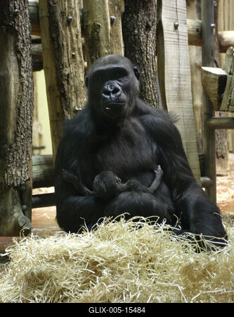 Gorillakölyök született a fővárosi állatkertben-stock-foto