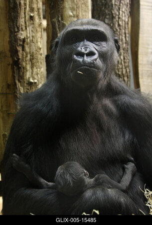 Gorillakölyök született a fővárosi állatkertben-stock-foto