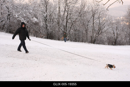 Normafa télen-stock-foto