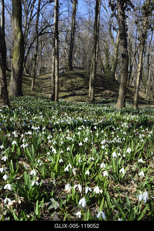 Alcsúti arborétum, hóvirágmező, Alcsútdoboz-stock-foto