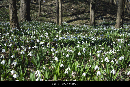 Alcsúti arborétum, hóvirágmező, Alcsútdoboz-stock-foto