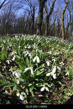 Alcsúti arborétum, hóvirágmező, Alcsútdoboz-stock-foto