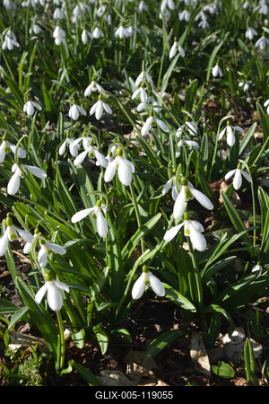 Alcsúti arborétum, hóvirágmező, Alcsútdoboz-stock-foto