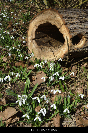 Alcsúti arborétum, hóvirágmező, Alcsútdoboz-stock-foto