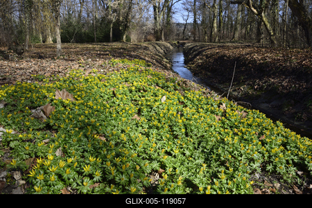 Alcsúti arborétum, téltemető virág, Alcsútdoboz-stock-foto