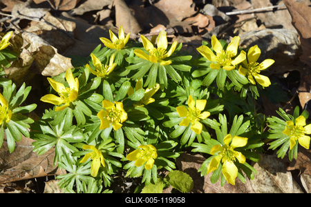 Alcsúti arborétum, téltemető virág, Alcsútdoboz-stock-foto