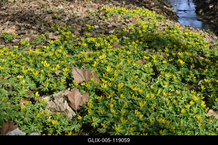 Alcsúti arborétum, téltemető virág, Alcsútdoboz-stock-foto