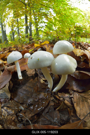 Salgótarján-stock-foto