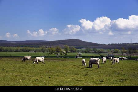 A Salföldi Major egy működő gazdaság életét és őshonos magyar háziállatfajtákat mutat be. A Major a Káli-medencében a Balaton-felvidéki Nemzeti Park információs és ökoturisztikai központja is egyben.
Szürkemarhák legelnek a Major területén.-stock-foto