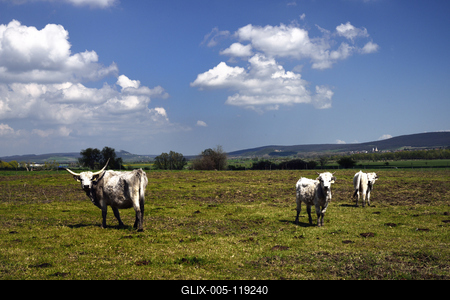 A Salföldi Major egy működő gazdaság életét és őshonos magyar háziállatfajtákat mutat be. A Major a Káli-medencében a Balaton-felvidéki Nemzeti Park információs és ökoturisztikai központja is egyben.
Szürkemarhák legelnek a Major területén.-stock-foto