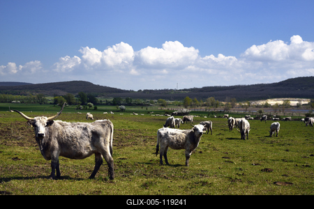 A Salföldi Major egy működő gazdaság életét és őshonos magyar háziállatfajtákat mutat be. A Major a Káli-medencében a Balaton-felvidéki Nemzeti Park információs és ökoturisztikai központja is egyben.
Szürkemarhák legelnek a Major területén.-stock-foto