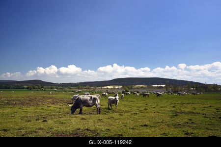 A Salföldi Major egy működő gazdaság életét és őshonos magyar háziállatfajtákat mutat be. A Major a Káli-medencében a Balaton-felvidéki Nemzeti Park információs és ökoturisztikai központja is egyben.
Szürkemarhák legelnek a Major területén.-stock-foto