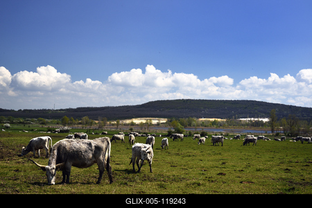 A Salföldi Major egy működő gazdaság életét és őshonos magyar háziállatfajtákat mutat be. A Major a Káli-medencében a Balaton-felvidéki Nemzeti Park információs és ökoturisztikai központja is egyben.
Szürkemarhák legelnek a Major területén.-stock-foto