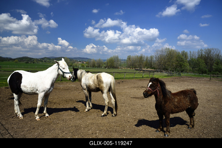 A Salföldi Major egy működő gazdaság életét és őshonos magyar háziállatfajtákat mutat be. A Major a Káli-medencében a Balaton-felvidéki Nemzeti Park információs és ökoturisztikai központja is egyben.
Lovak a Majorban.-stock-foto