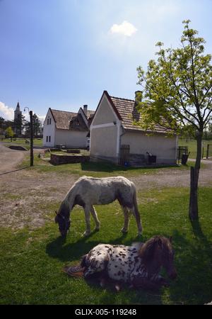 A Salföldi Major egy működő gazdaság életét és őshonos magyar háziállatfajtákat mutat be. A Major a Káli-medencében a Balaton-felvidéki Nemzeti Park információs és ökoturisztikai központja is egyben.
Lovak a Majorban.-stock-foto