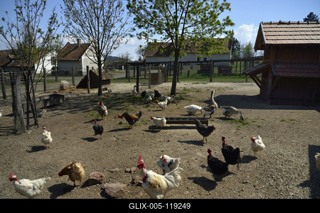 A Salföldi Major egy működő gazdaság életét és őshonos magyar háziállatfajtákat mutat be. A Major a Káli-medencében a Balaton-felvidéki Nemzeti Park információs és ökoturisztikai központja is egyben.
Baromfiudvar a Majorban.-stock-foto