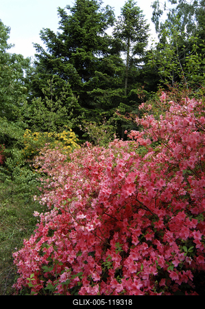 Kám, Jeli arborétum-stock-foto