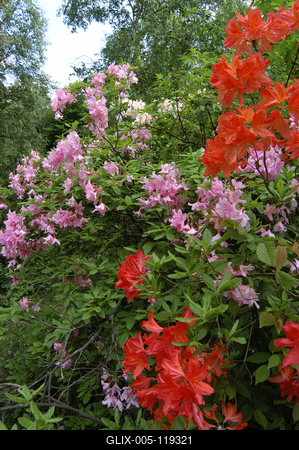 Kám, Jeli arborétum-stock-foto