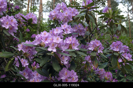 Kám, Jeli arborétum-stock-foto