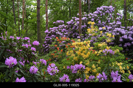 Kám, Jeli arborétum-stock-foto
