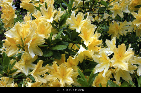 Kám, Jeli arborétum-stock-foto