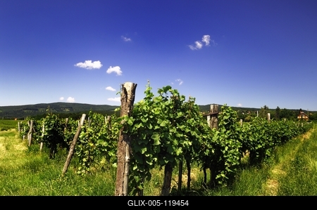 Szőlőültetvény Kőszeg határában-stock-foto
