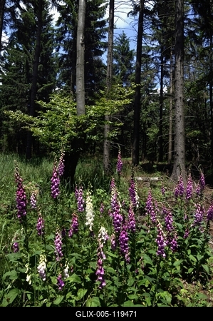 Gyűszűvirág az Írottkő Naturparkban-stock-foto