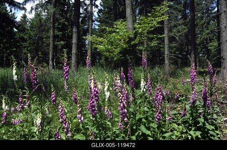 Gyűszűvirág az Írottkő Naturparkban-stock-foto
