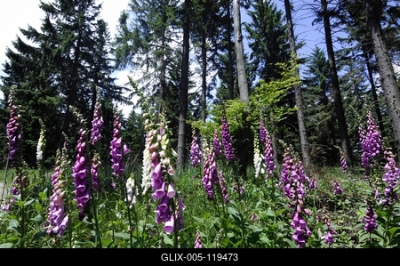 Gyűszűvirág az Írottkő Naturparkban-stock-foto