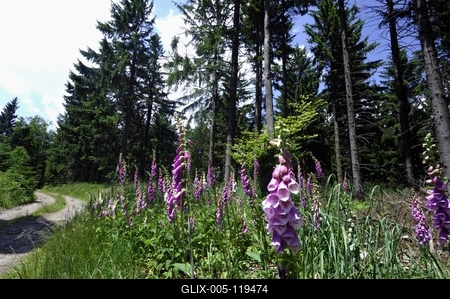 Gyűszűvirág az Írottkő Naturparkban-stock-foto