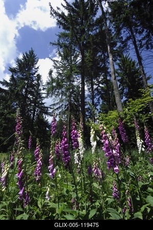 Gyűszűvirág az Írottkő Naturparkban-stock-foto