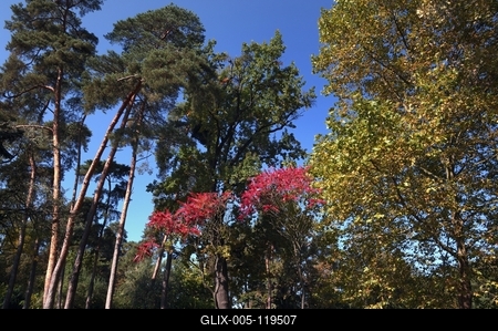Debreceni Nagyerdő-stock-foto