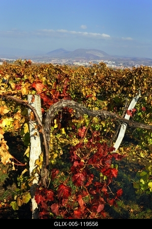 Szőlőültetvény Eger határában-stock-foto