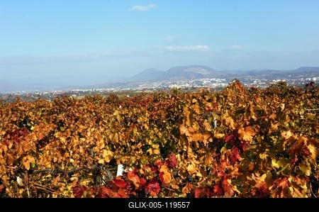 Szőlőültetvény Eger határában-stock-foto