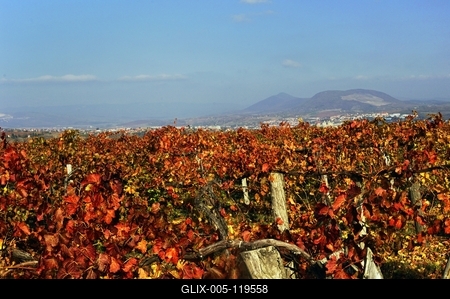Szőlőültetvény Eger határában-stock-foto