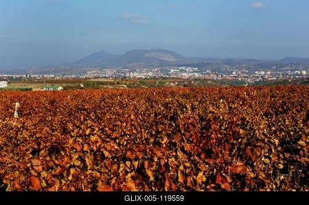 Szőlőültetvény Eger határában-stock-foto