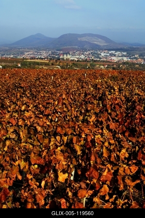 Szőlőültetvény Eger határában-stock-foto