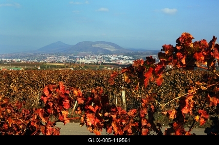 Szőlőültetvény Eger határában-stock-foto