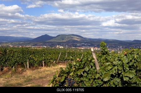Szőlőültetvény Eger határában-stock-foto