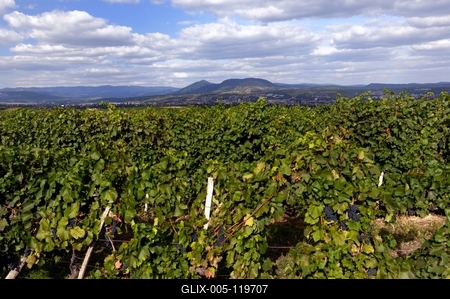 Szőlőültetvény Eger határában-stock-foto
